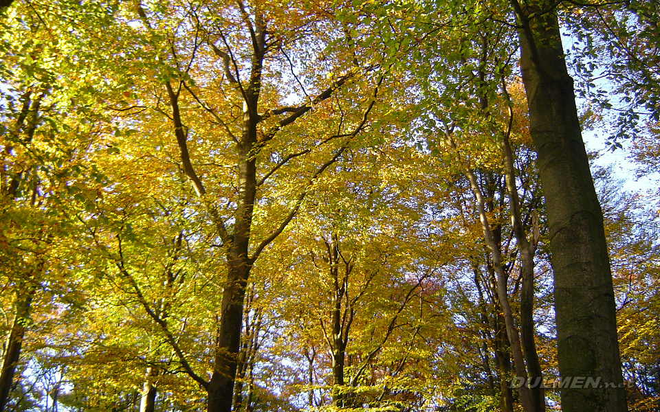 Autumn on Woldberg (near Steenwijk)